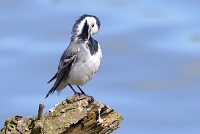 witte kwikstaart (motacilla alba) 4-2017 9016